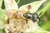 Callicera macquarti